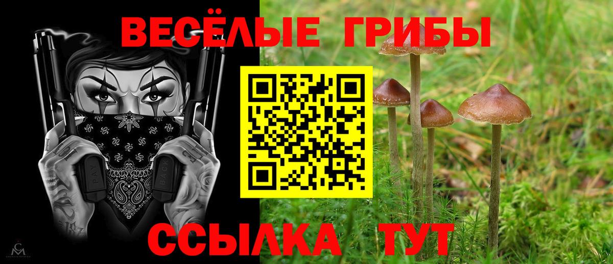 Елизово  Галлюциногенные грибы Psilocybe  Вход с VPN 